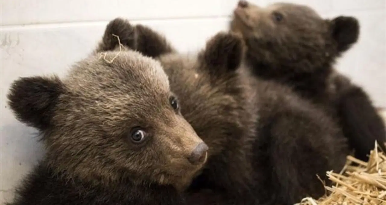 bursada ayi alarmi sitenin bahcesine girdi vrCqd1H1