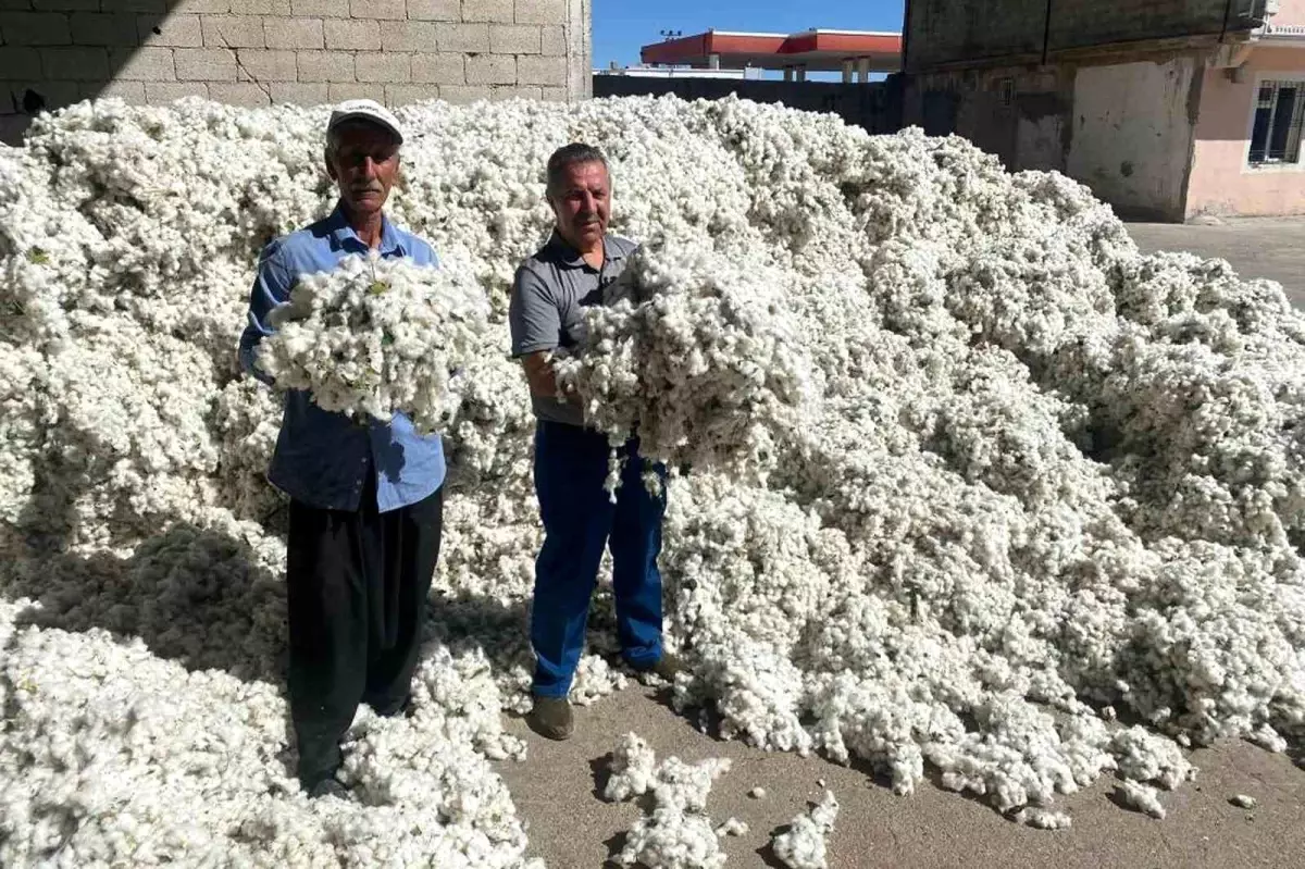 gaziantepte pamuk hasadi basladi 9QqBWW6G