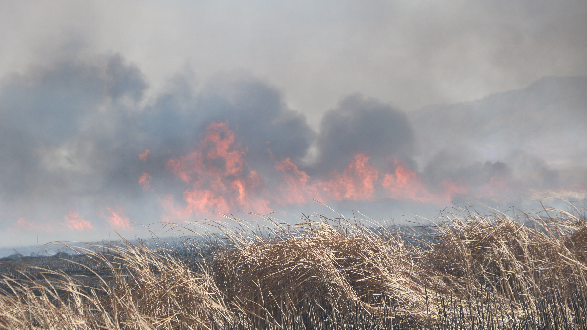 hakkaride nehil sazliginda yangin panigi qsZfjGji.jpg