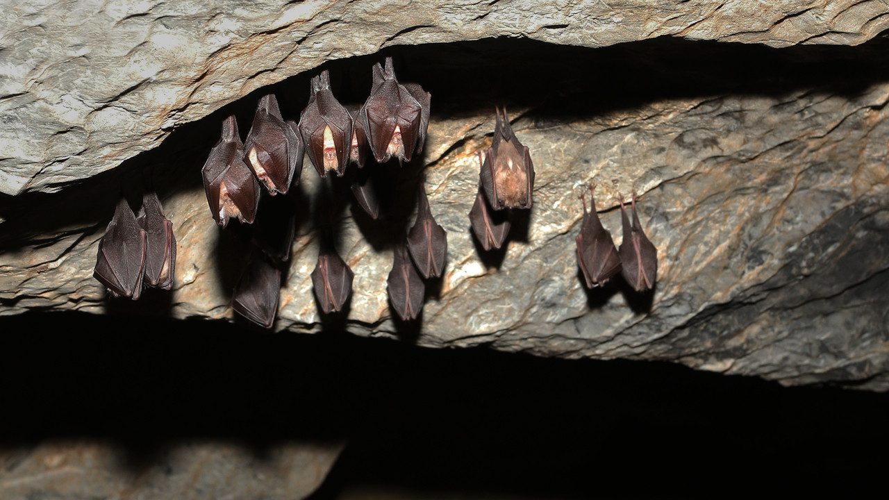 Piton Mağarası’ndaki Gizli Tehlike: Yeni Bir Salgının Kaynağı Olabilir mi?