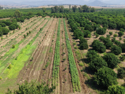 Tarlada hasat basladi kilosu 150 tlden satiliyor uretici isci bulamiyor qaxWRSv4